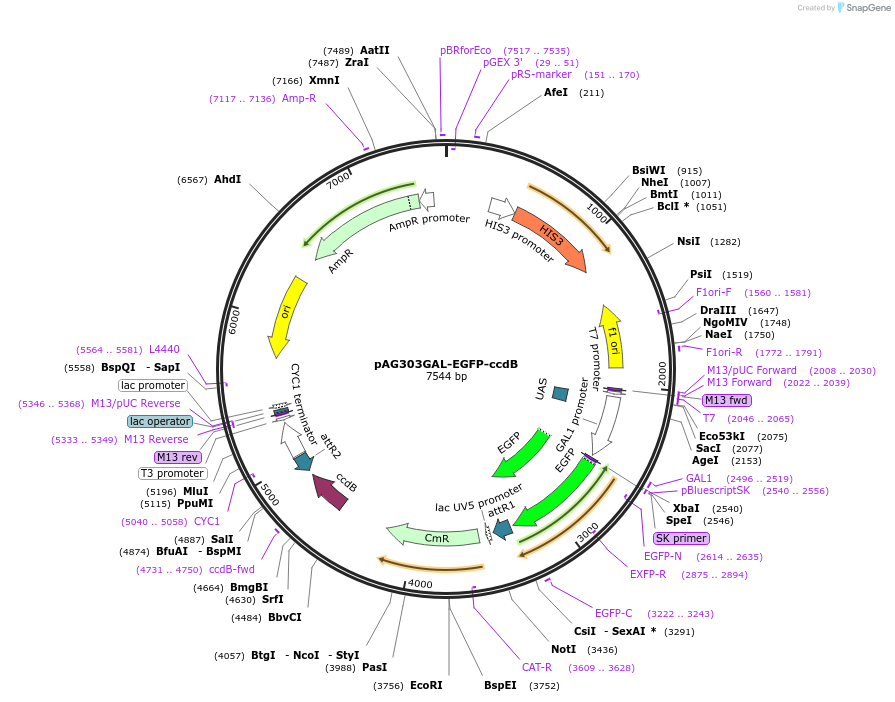 14301-plasmid-map-sequence-id-7964