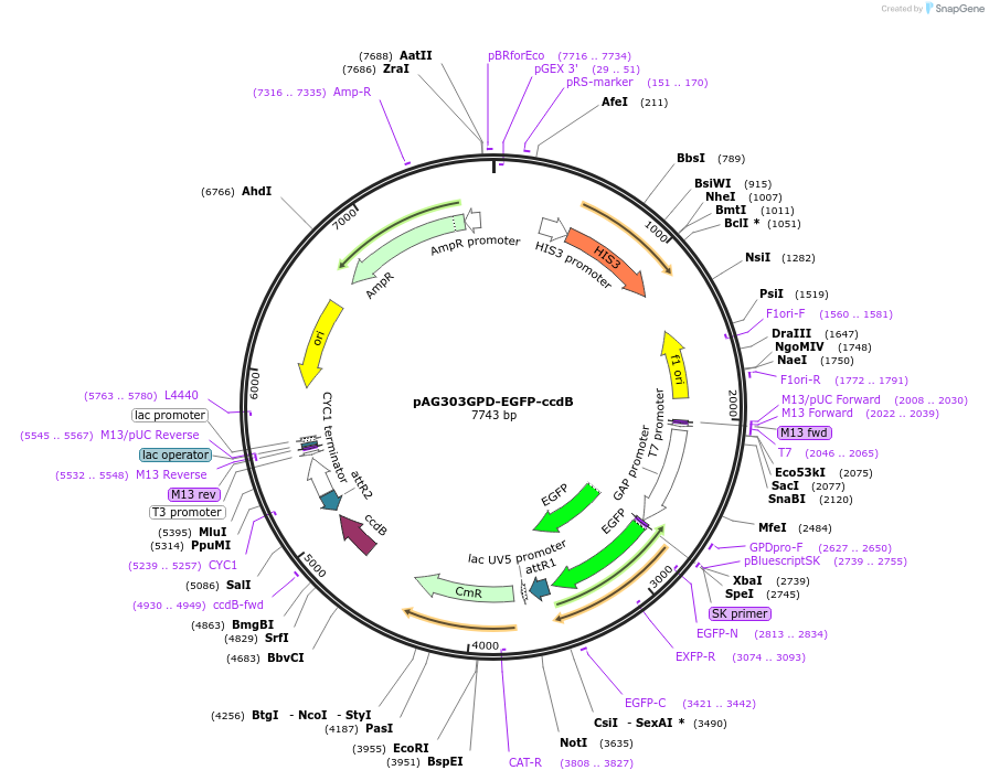 14302-plasmid-map-sequence-id-7965