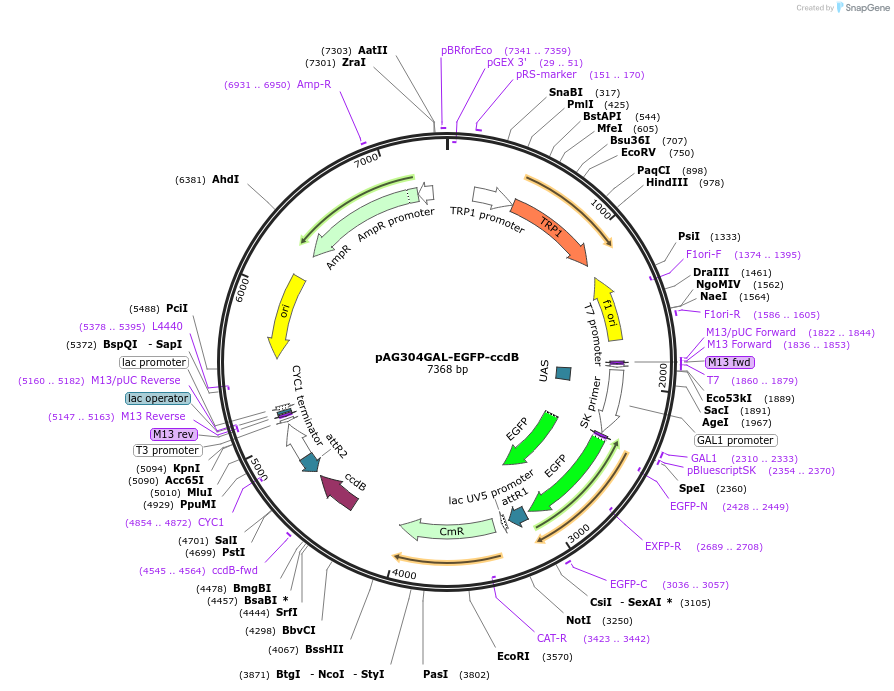 14303-plasmid-map-sequence-id-7966