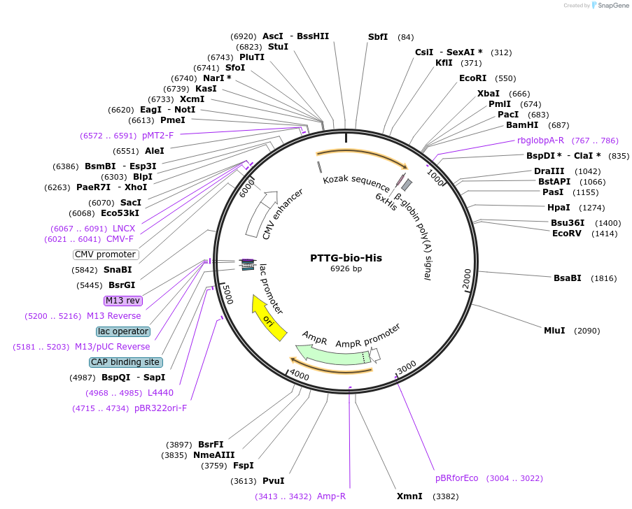 51822-plasmid-map-sequence-id-79660