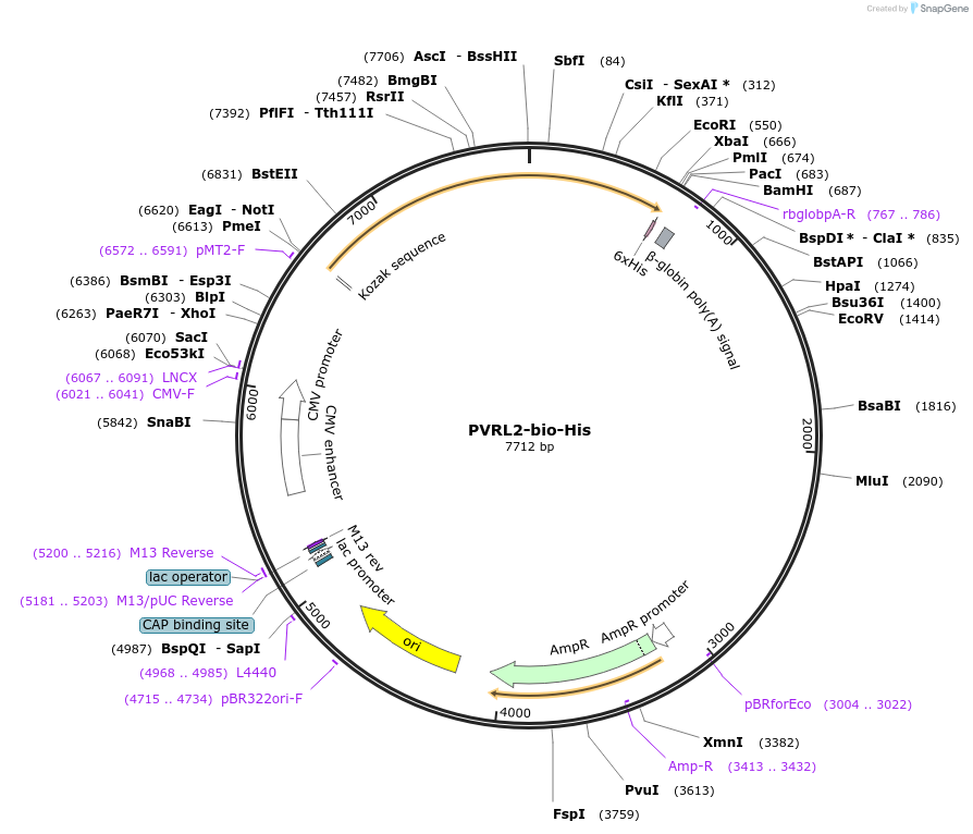 51824-plasmid-map-sequence-id-79661