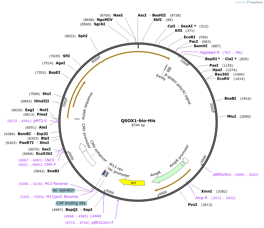 51825-plasmid-map-sequence-id-79662