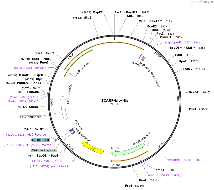 51826-plasmid-map-sequence-id-79663