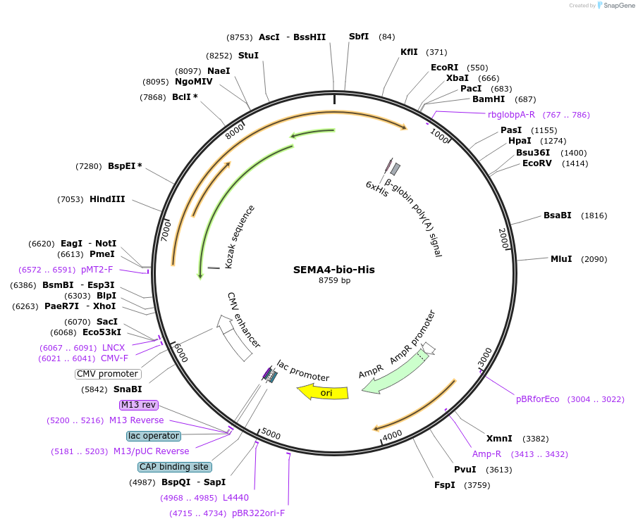 51827-plasmid-map-sequence-id-79664