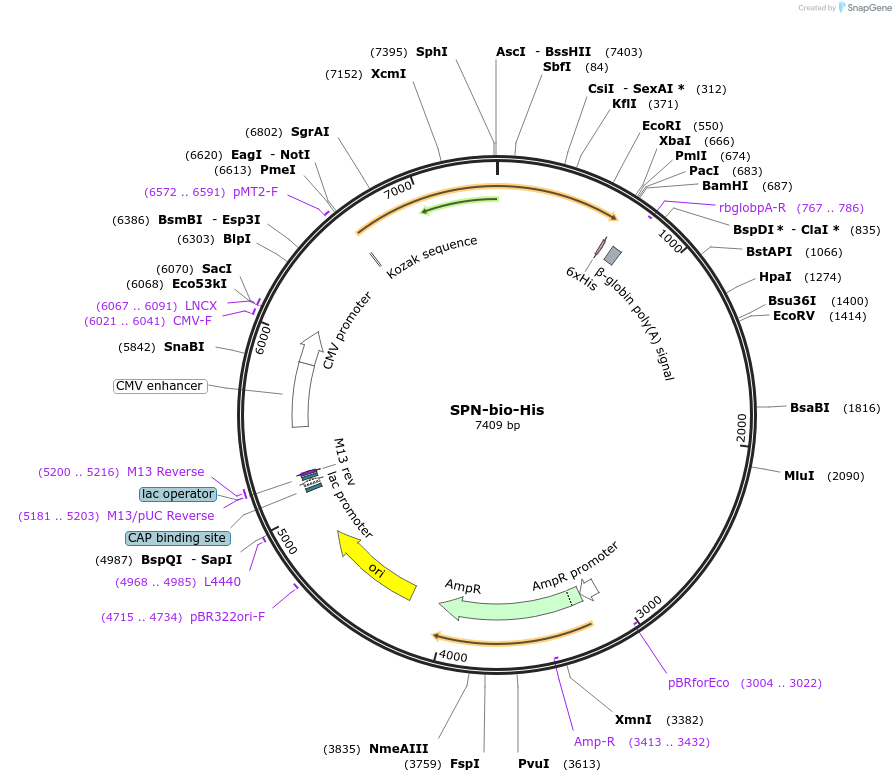51829-plasmid-map-sequence-id-79665