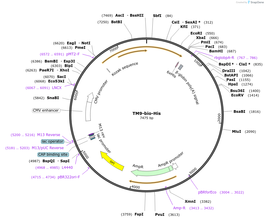 51831-plasmid-map-sequence-id-79668