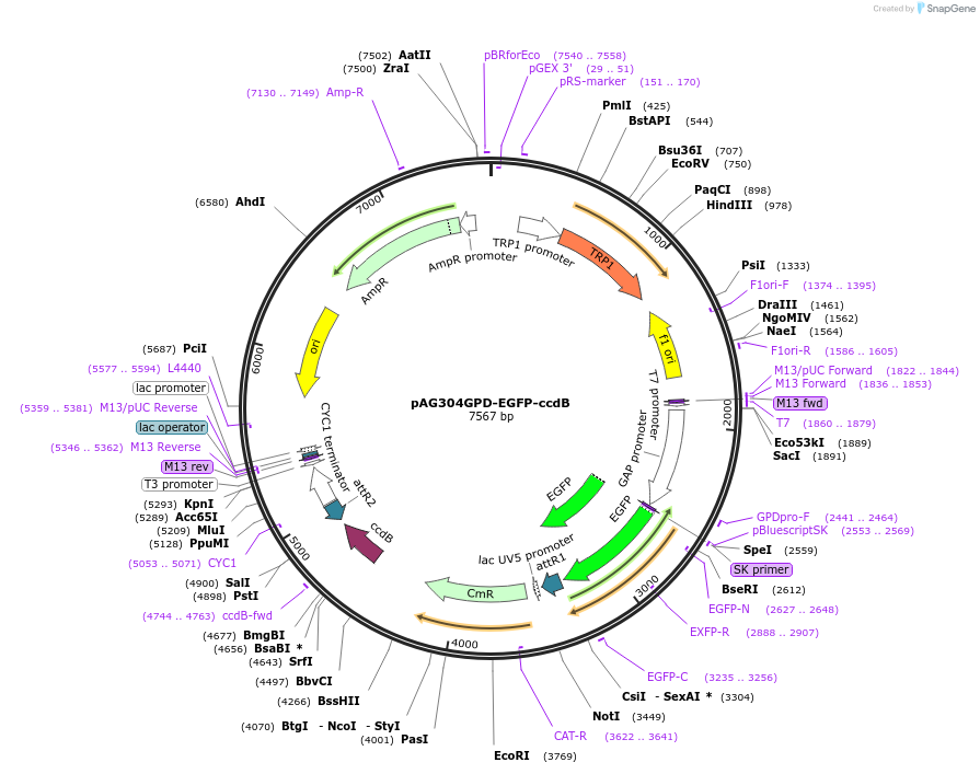 14304-plasmid-map-sequence-id-7967
