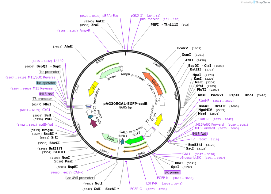 14305-plasmid-map-sequence-id-7968