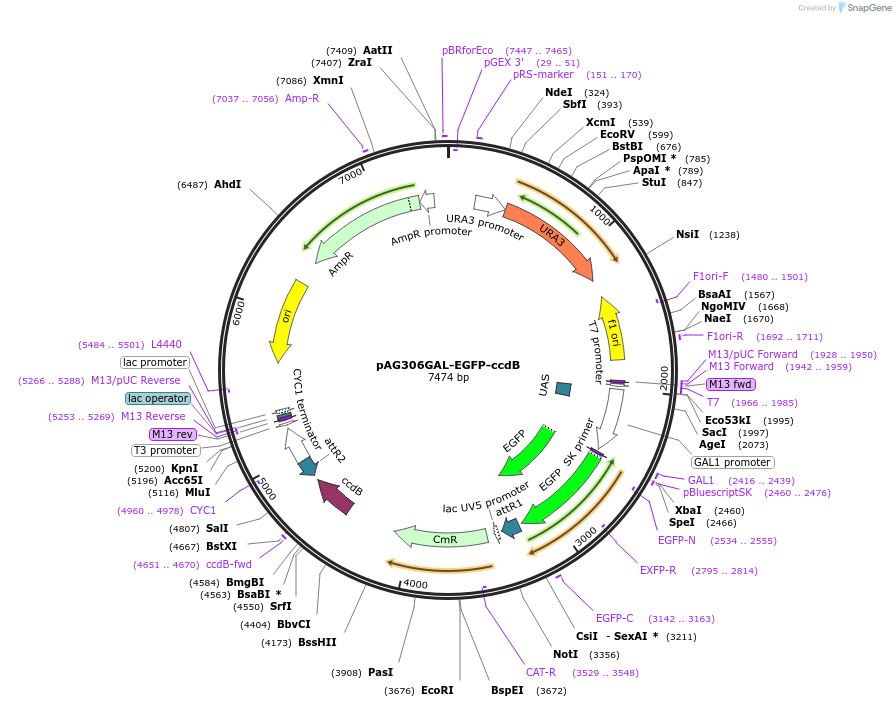 14307-plasmid-map-sequence-id-7970