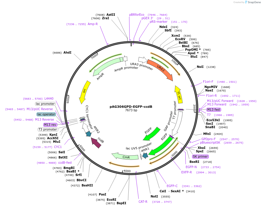 14308-plasmid-map-sequence-id-7971