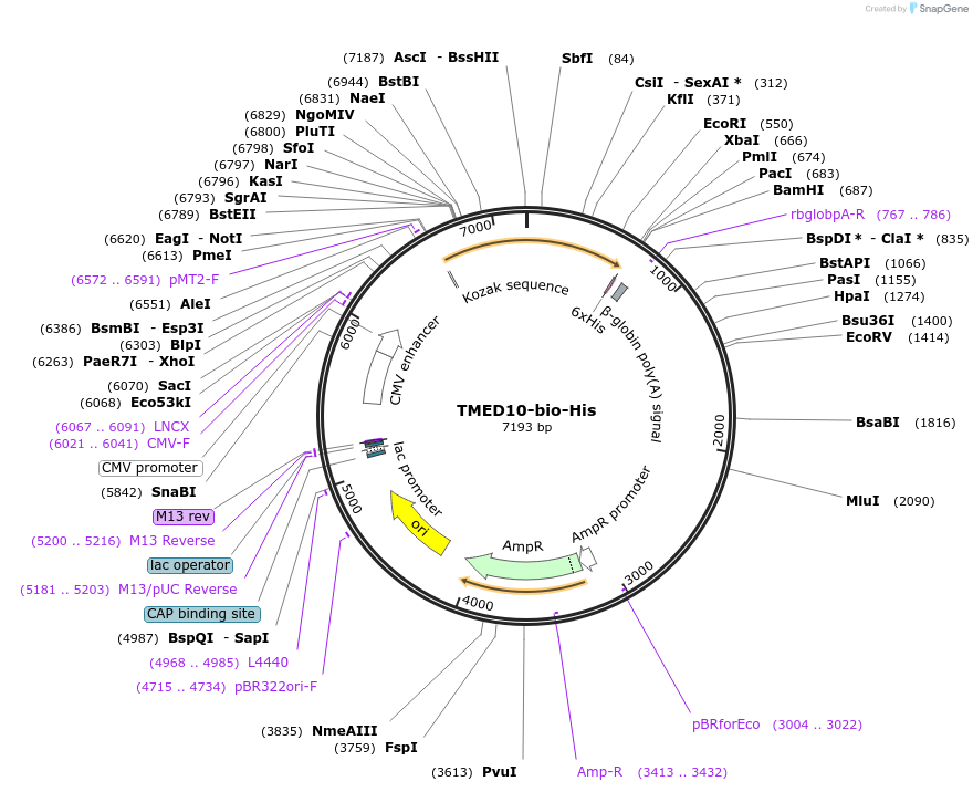 51852-plasmid-map-sequence-id-79739
