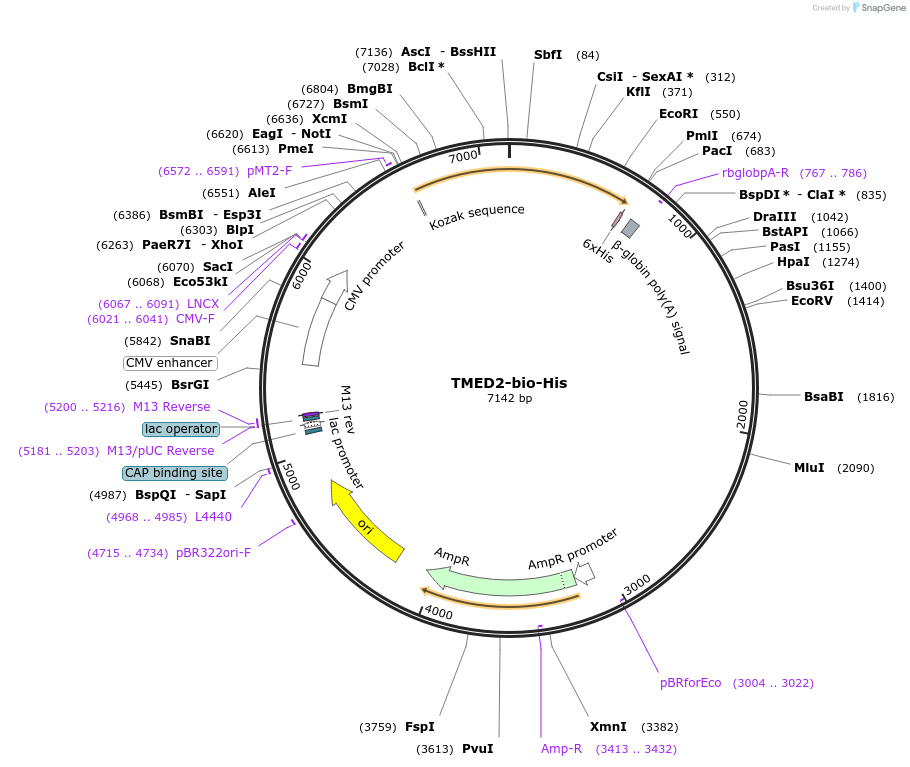 51853-plasmid-map-sequence-id-79740