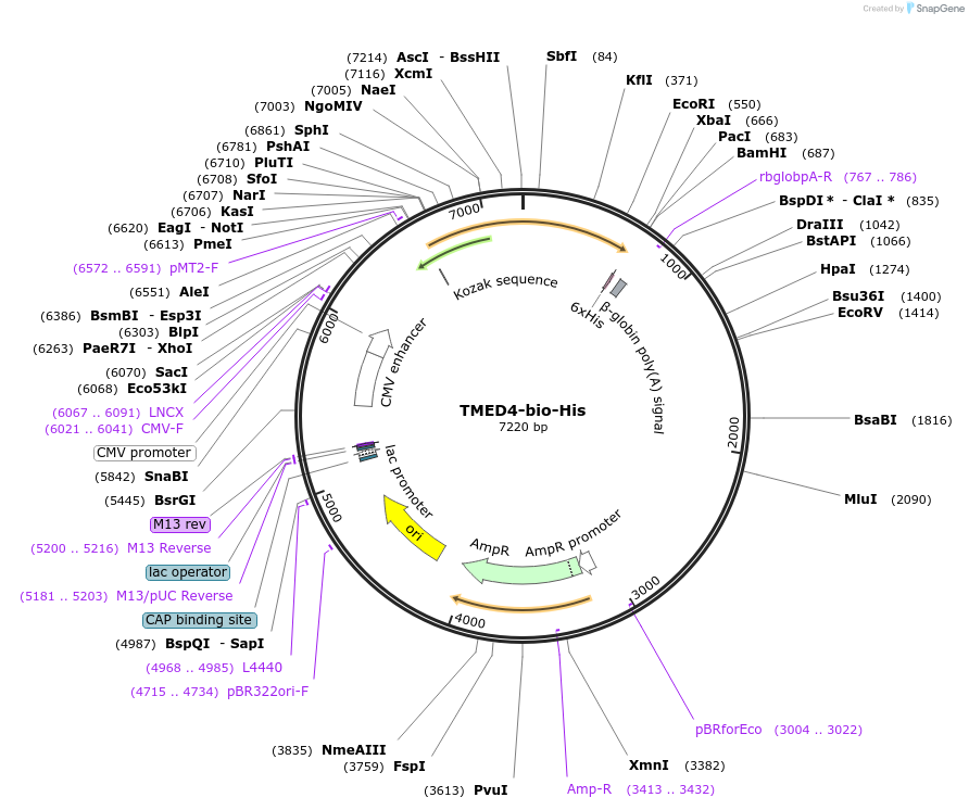 51854-plasmid-map-sequence-id-79741
