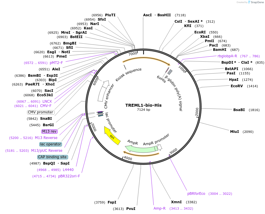 51857-plasmid-map-sequence-id-79745