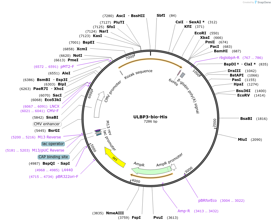 51859-plasmid-map-sequence-id-79747