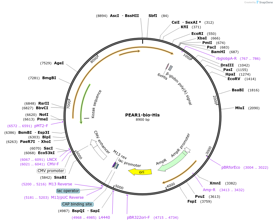51860-plasmid-map-sequence-id-79749