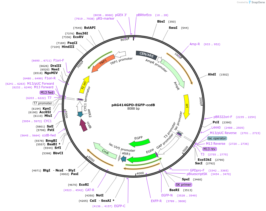 14312-plasmid-map-sequence-id-7975