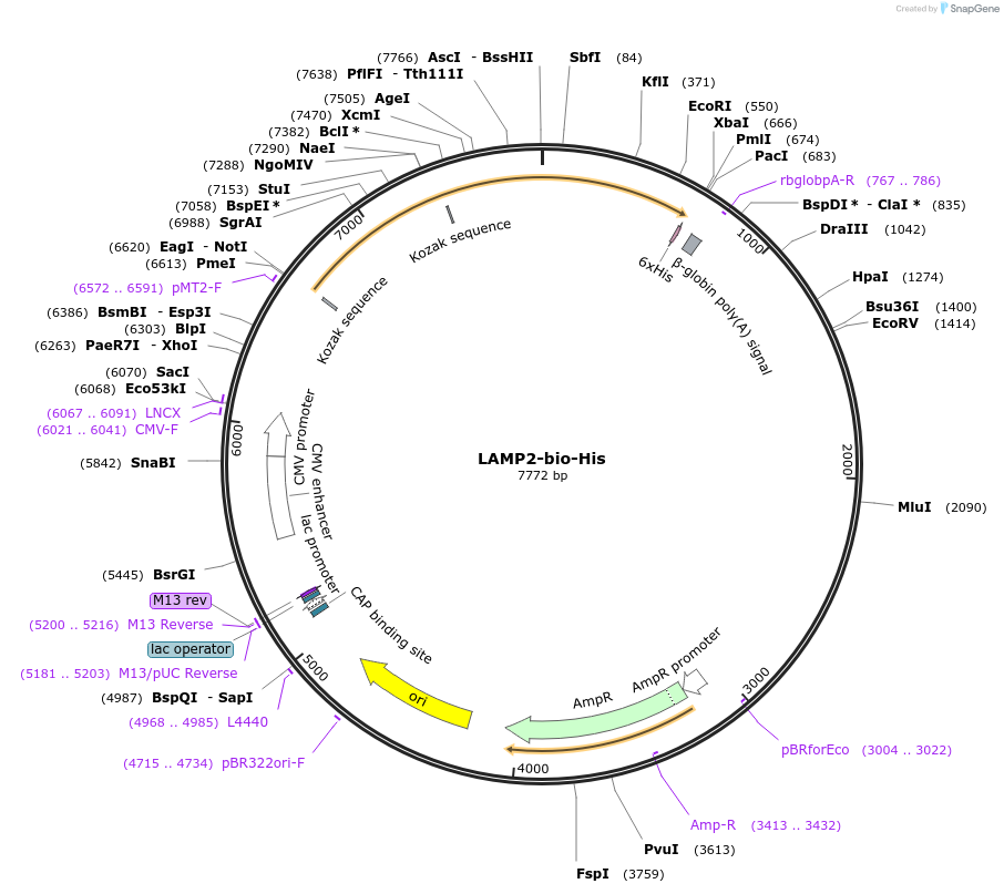51861-plasmid-map-sequence-id-79751