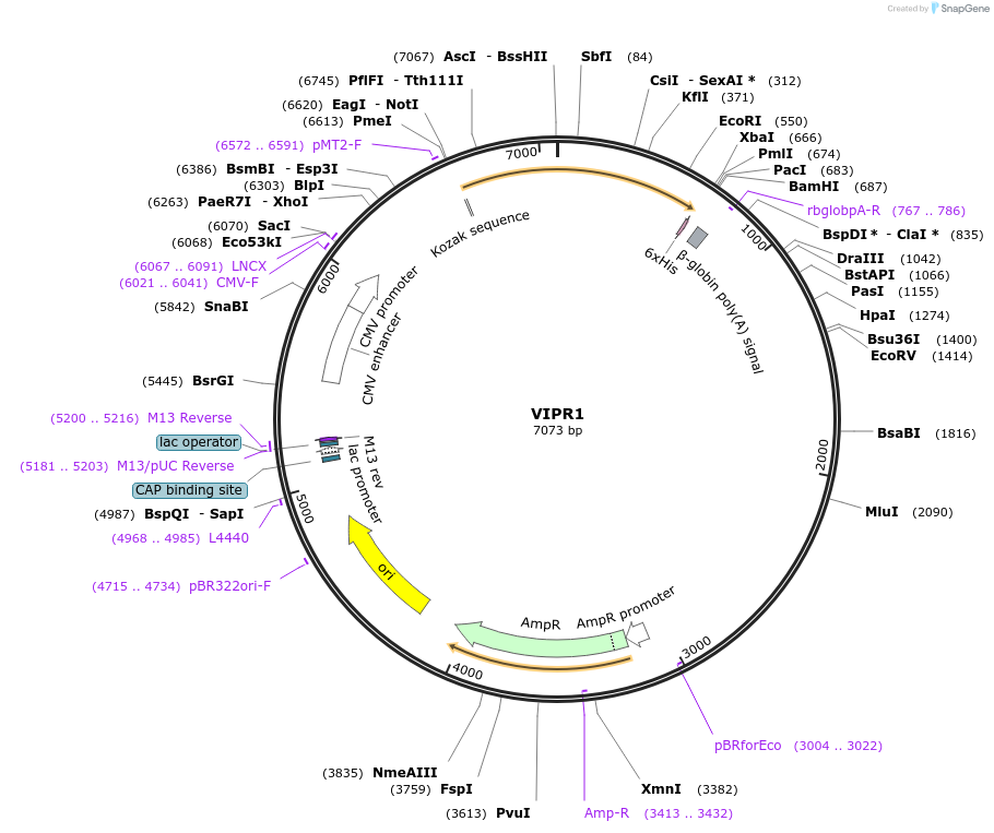 51865-plasmid-map-sequence-id-79760