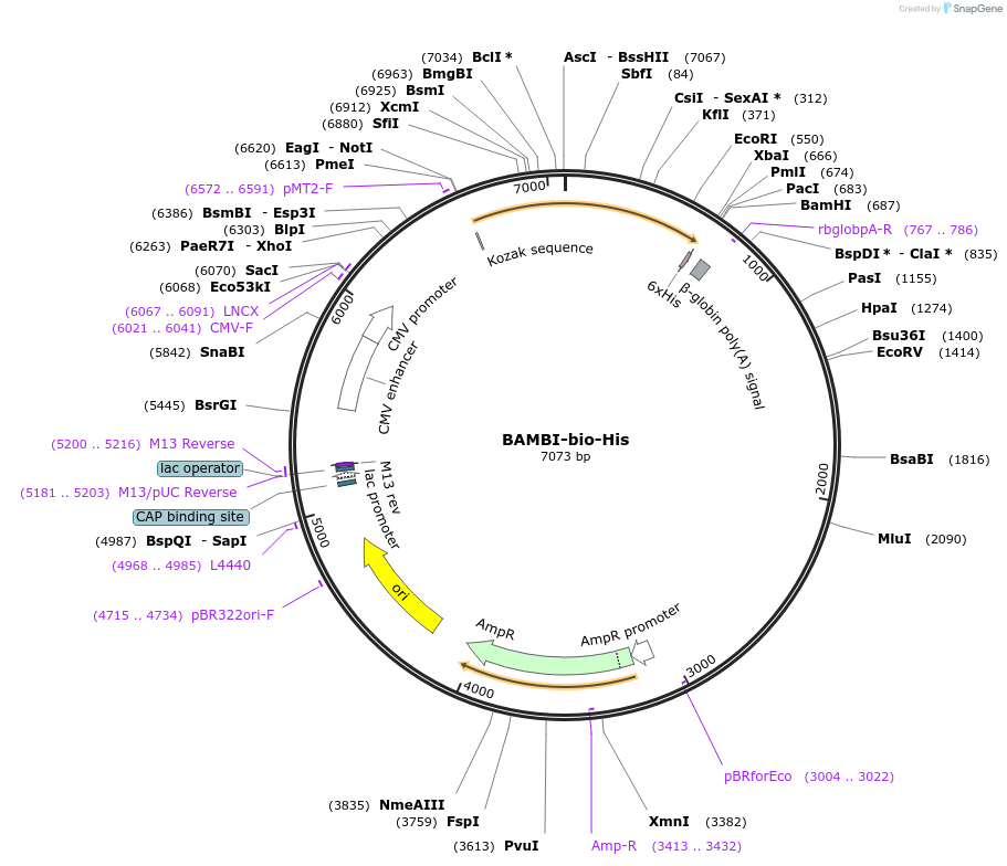 51866-plasmid-map-sequence-id-79761
