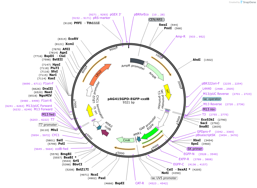 14314-plasmid-map-sequence-id-7977