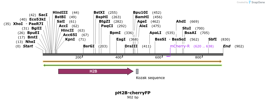 79781_map