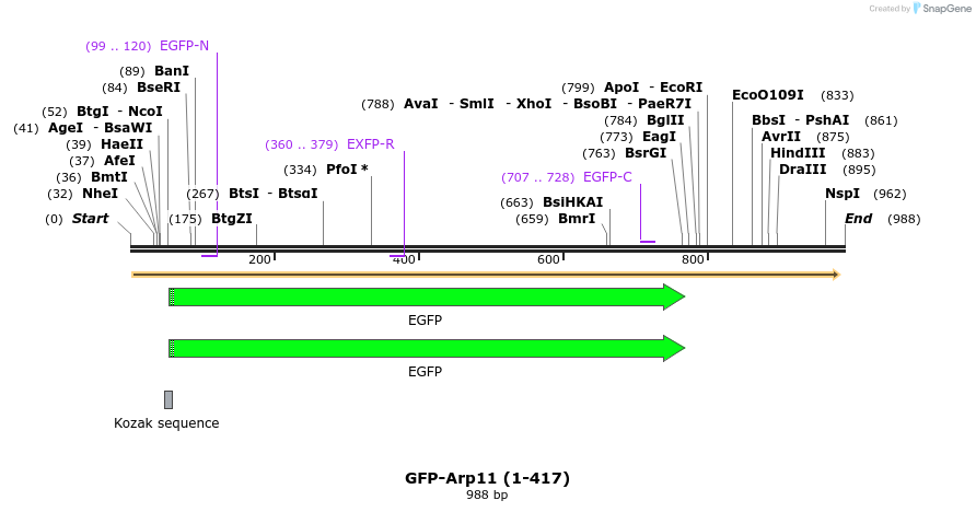 79782_map