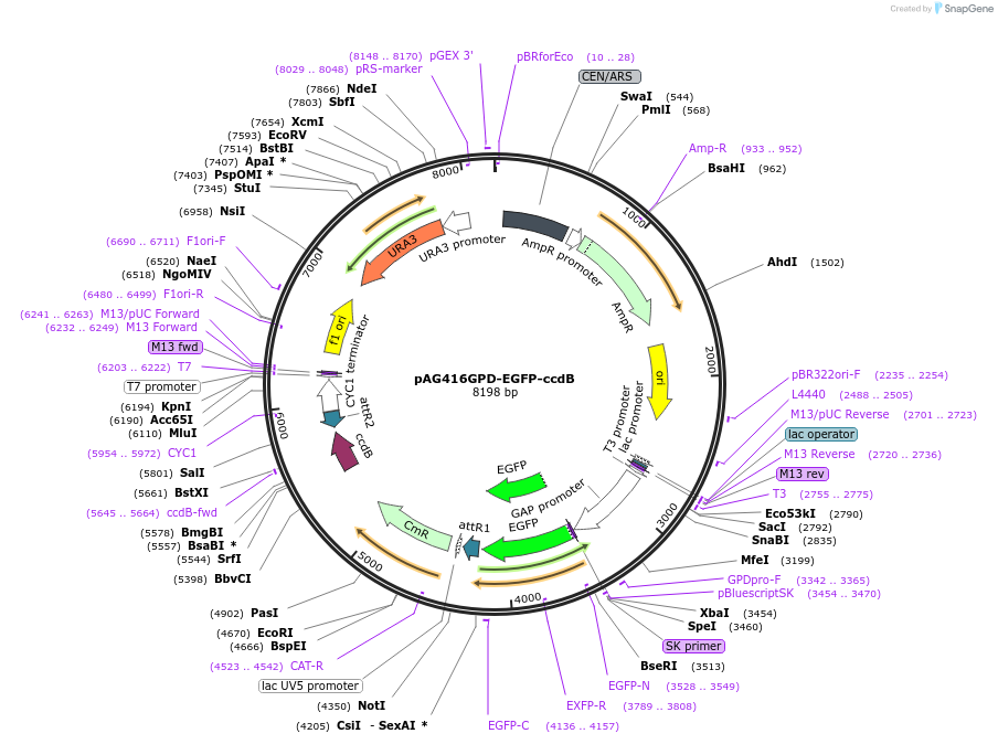 14316-plasmid-map-sequence-id-7979