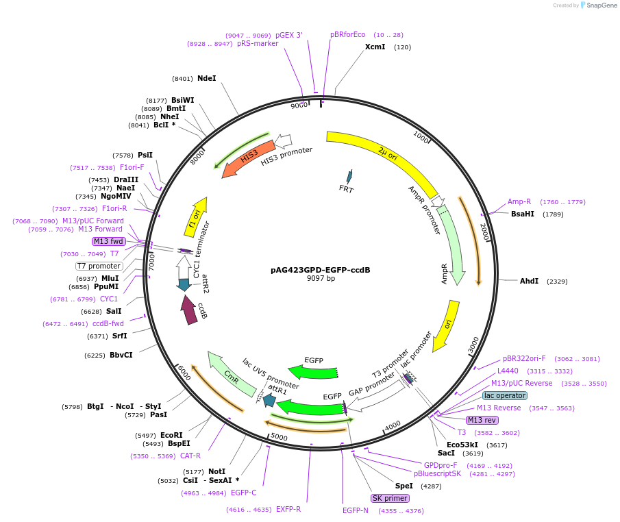 14318-plasmid-map-sequence-id-7981