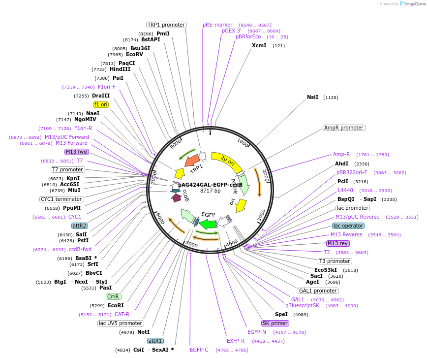 14319-plasmid-map-sequence-id-7982