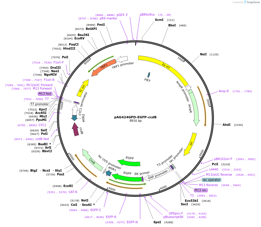 14320-plasmid-map-sequence-id-7983