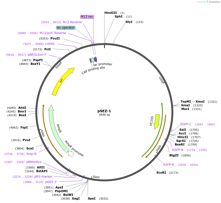 51868-plasmid-map-sequence-id-79833