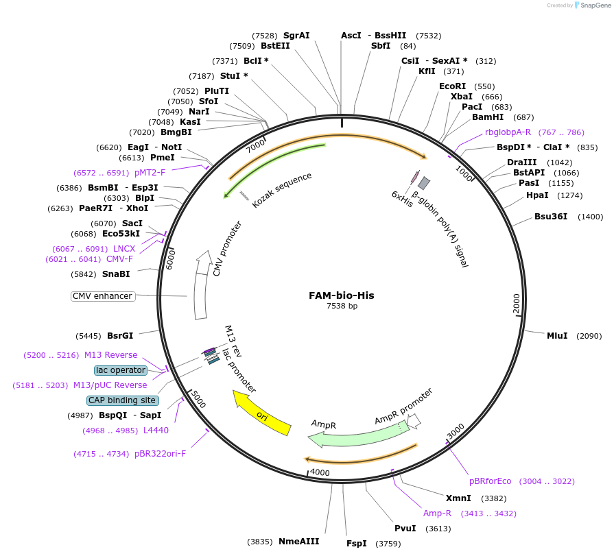 51874-plasmid-map-sequence-id-79836