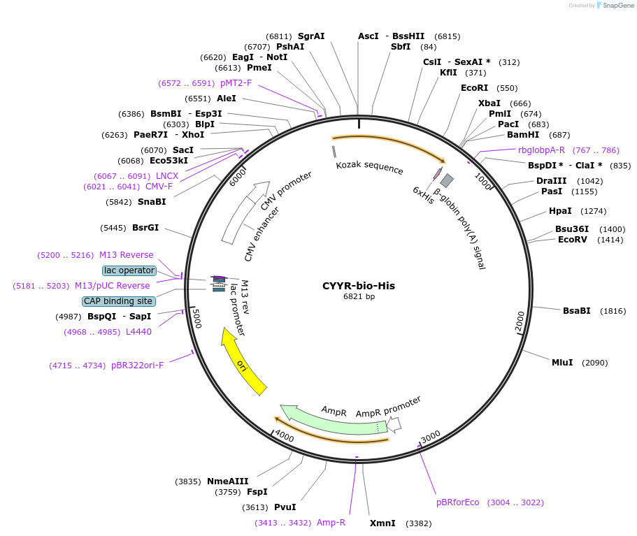 51875-plasmid-map-sequence-id-79837