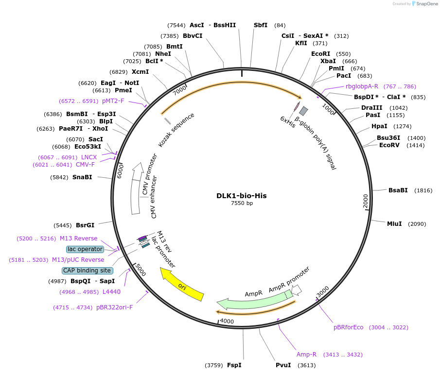 51876-plasmid-map-sequence-id-79838