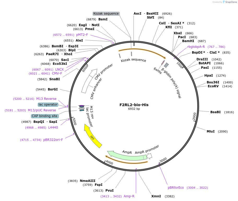 51877-plasmid-map-sequence-id-79839