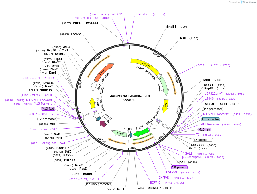 14321-plasmid-map-sequence-id-7984
