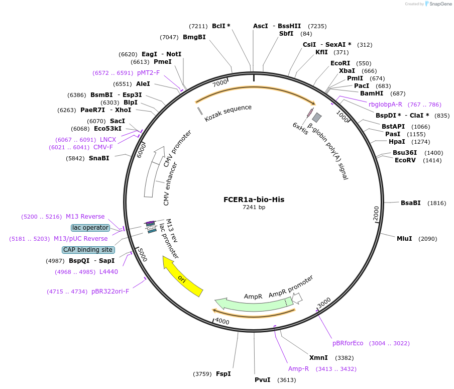 51878-plasmid-map-sequence-id-79840