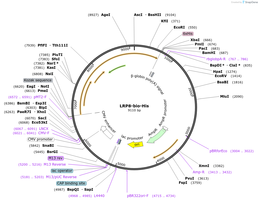 51879-plasmid-map-sequence-id-79841