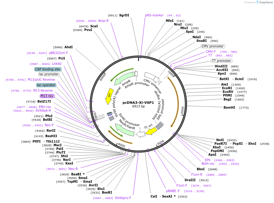 51880-plasmid-map-sequence-id-79843
