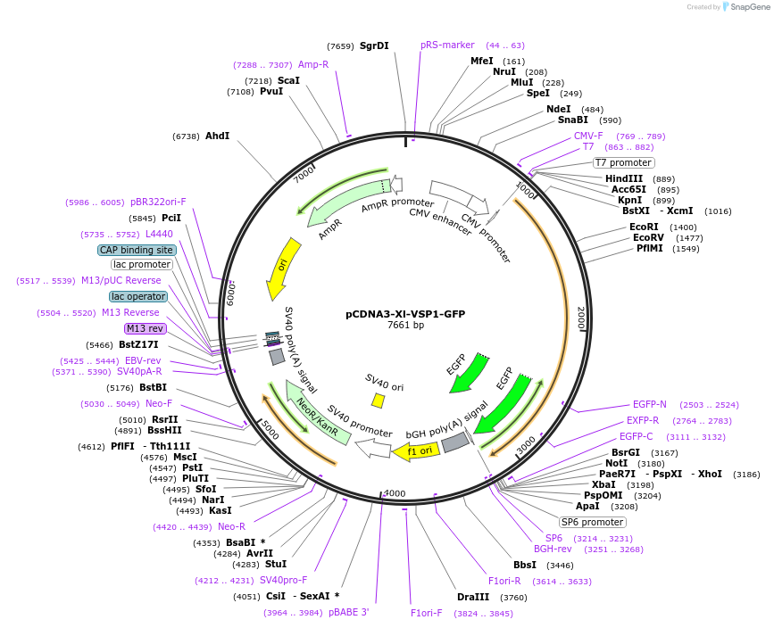 51883-plasmid-map-sequence-id-79846