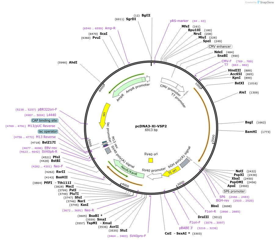51885-plasmid-map-sequence-id-79848
