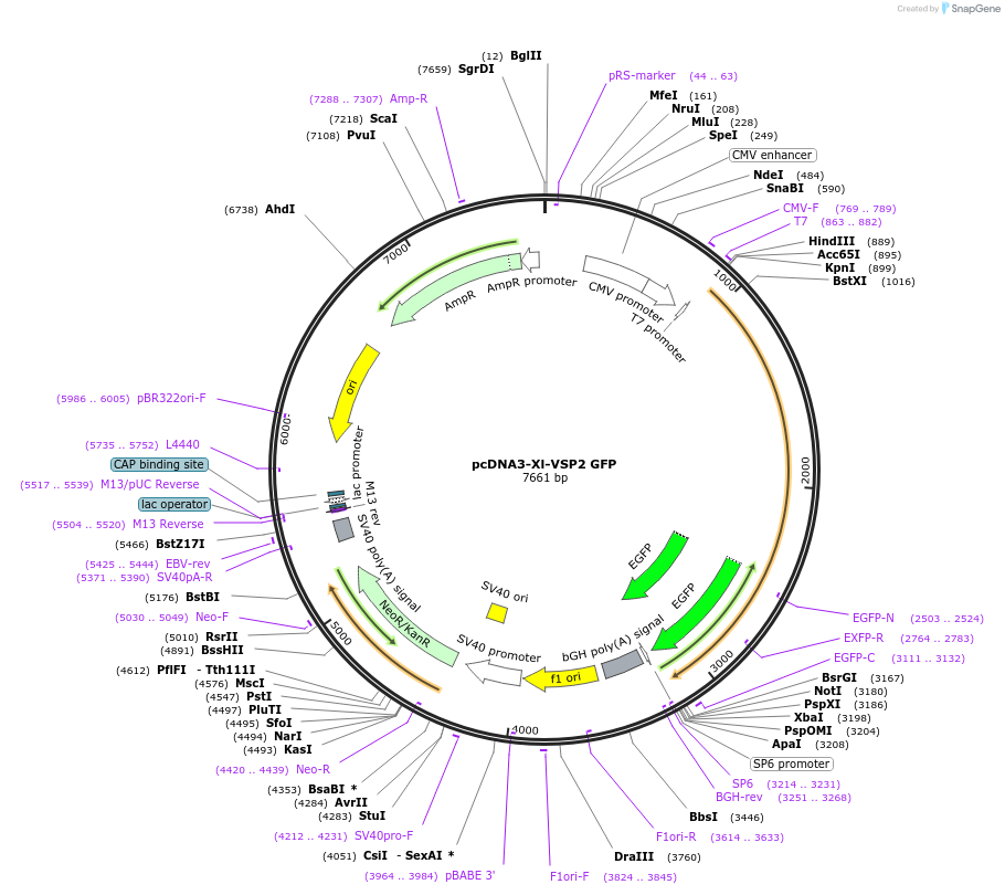 51886-plasmid-map-sequence-id-79849