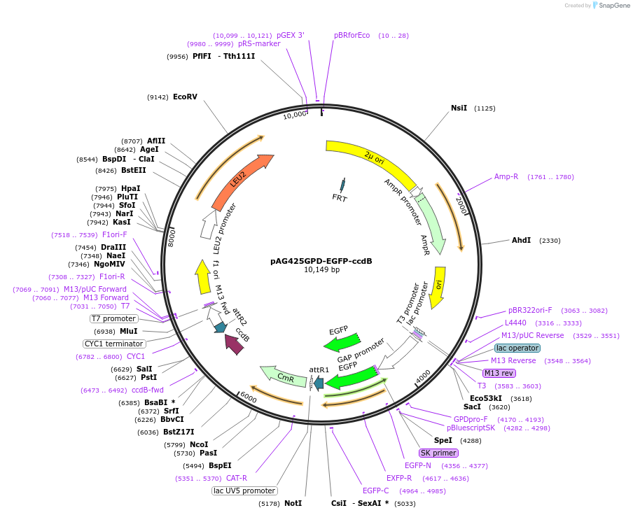 14322-plasmid-map-sequence-id-7985