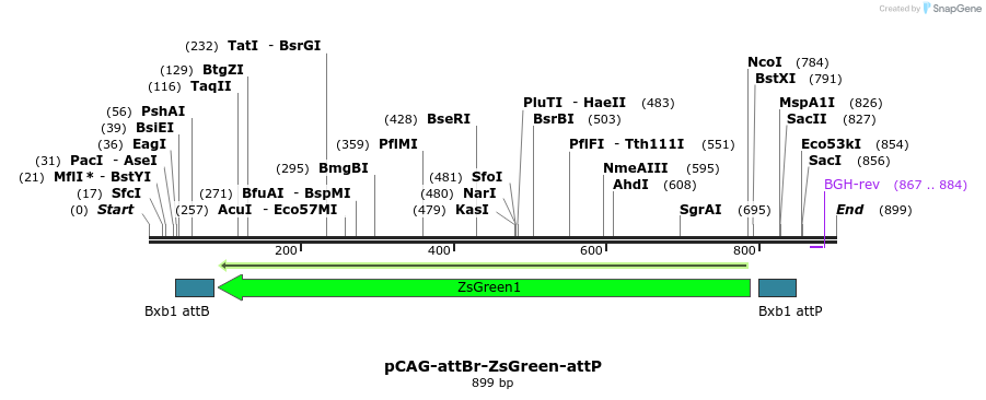 79854_map