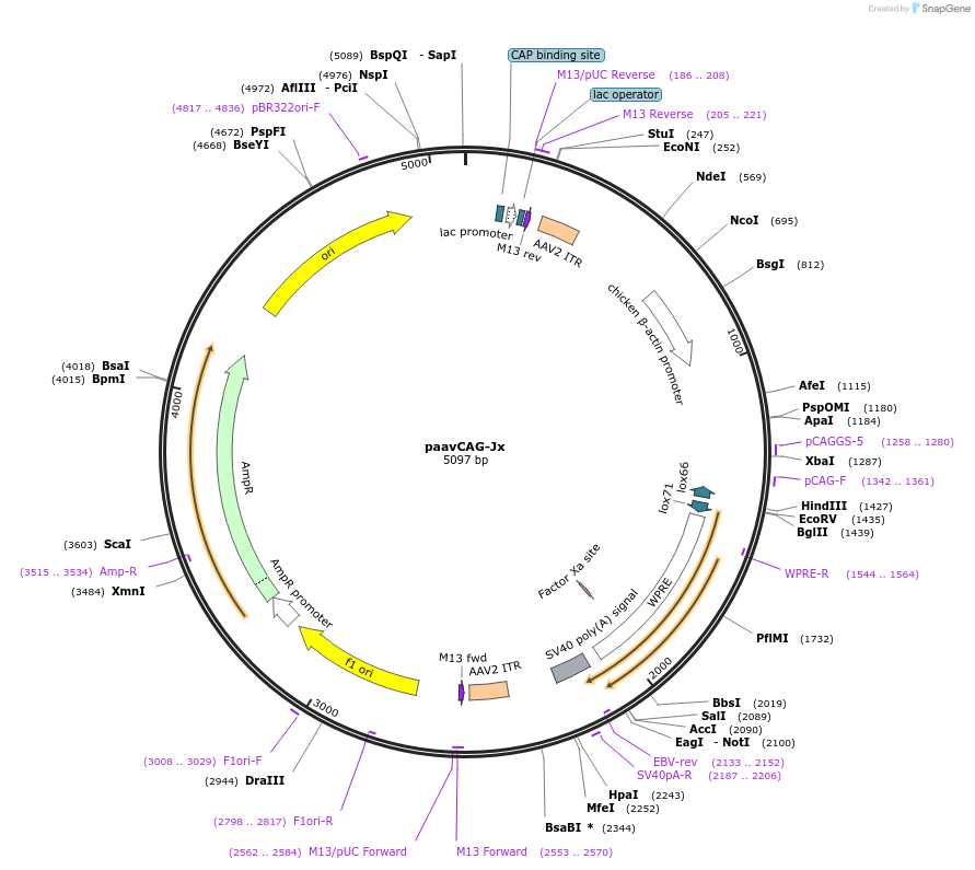51905-plasmid-map-sequence-id-79874