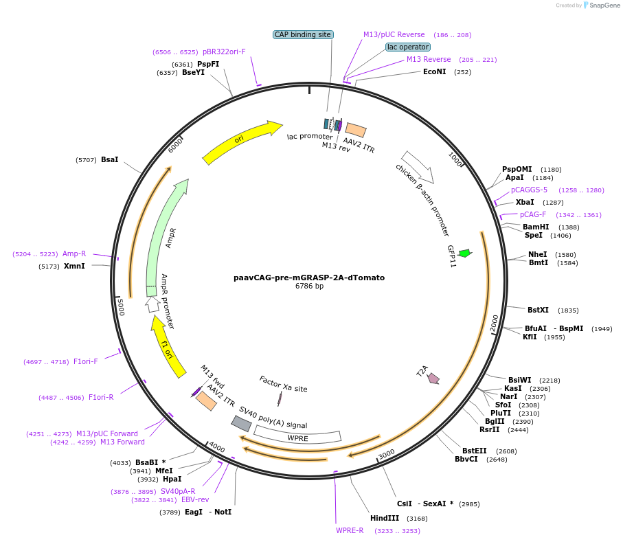 51902-plasmid-map-sequence-id-79876