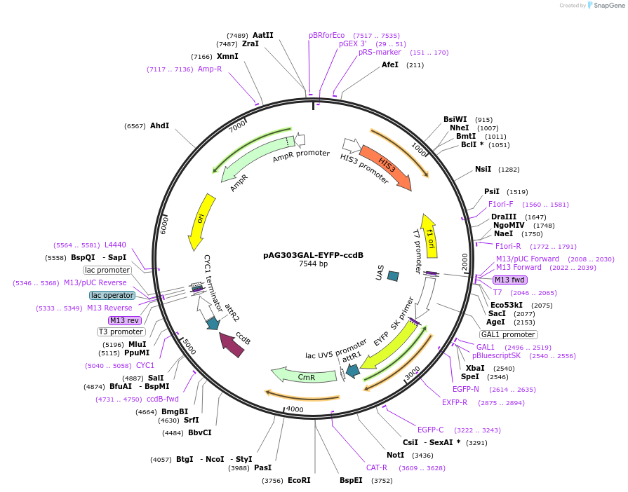 14325-plasmid-map-sequence-id-7988