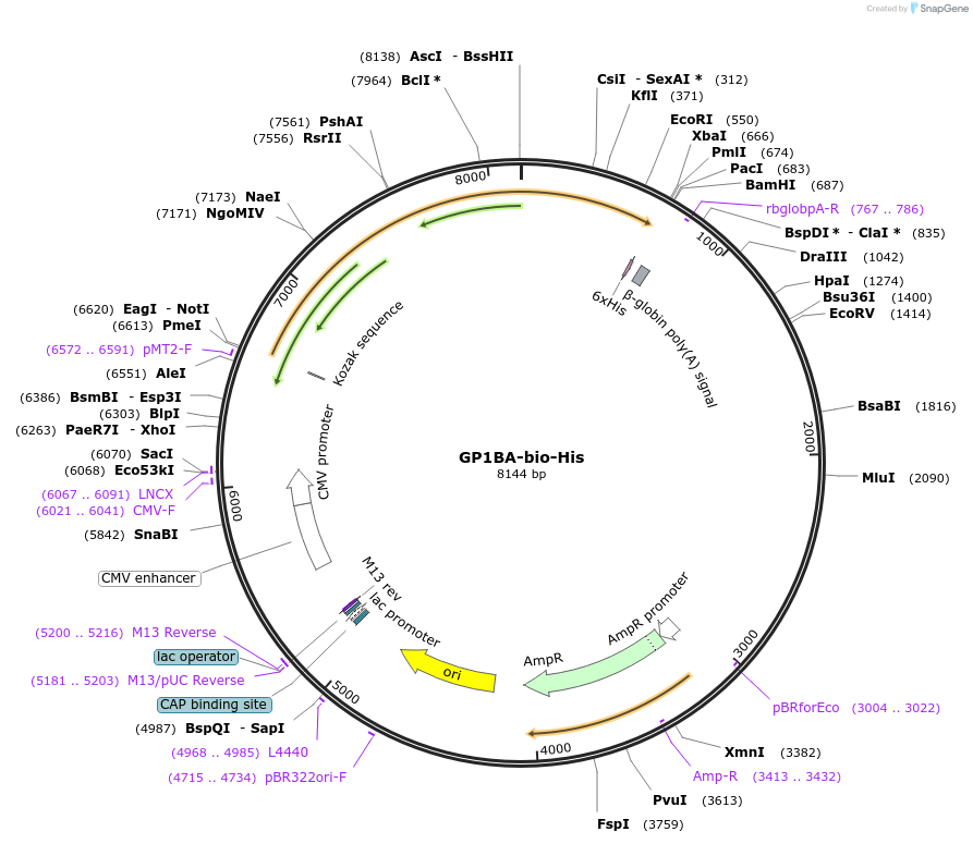 51907-plasmid-map-sequence-id-79886