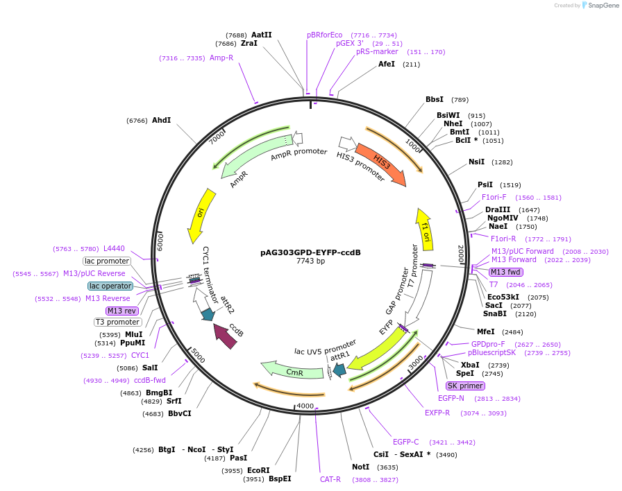14326-plasmid-map-sequence-id-7989